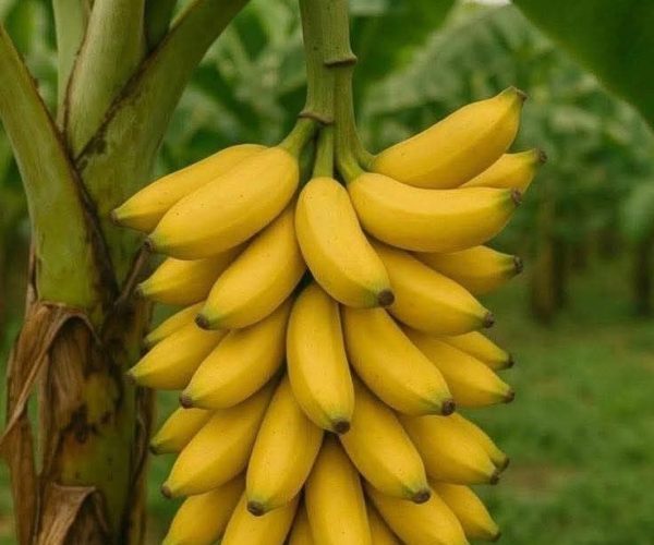 creenroot agricultur